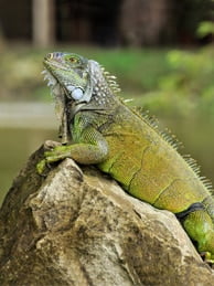 Tráfico Ilegal de Flora y Fauna - Turismo Sostenible y responsable